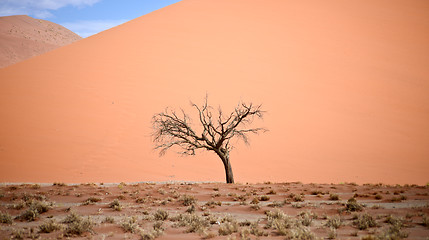 Image showing dry tree against dune