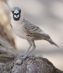 Image showing sociable weaver