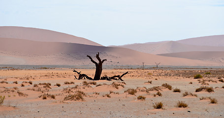 Image showing dry tree against dune