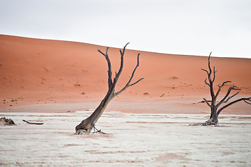 Image showing Sossusvlei, Namibia