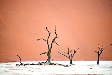 Image showing Sossusvlei, Namibia