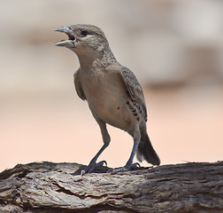 Image showing sociable weaver