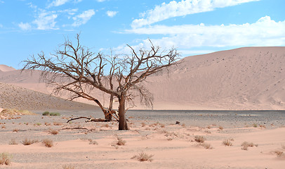 Image showing dry tree against dune