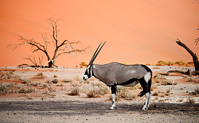 Image showing oryx in Africa