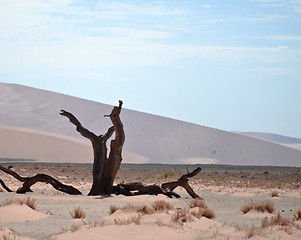 Image showing dry tree against dune