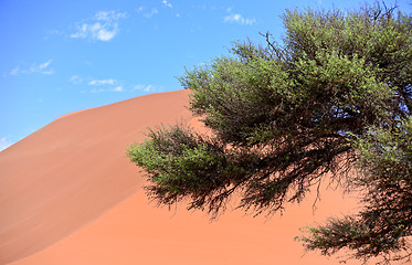 Image showing sand dune