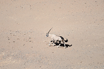 Image showing oryx in Namibia