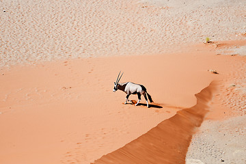 Image showing oryx in Namibia