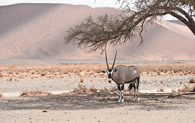 Image showing oryx in desert