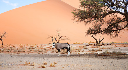 Image showing oryx in desert