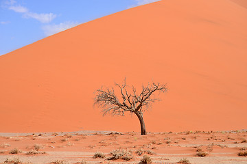 Image showing dry tree against dune