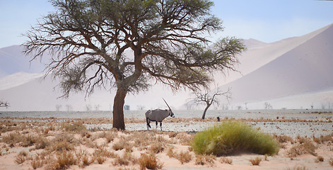 Image showing oryx in Namibia