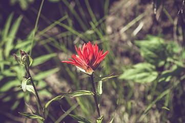 Image showing Indian Paintbrush flower on a field