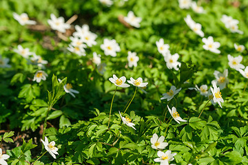 Image showing Anemone flowers on a green meadow