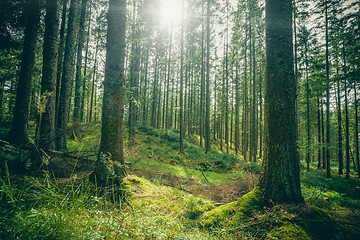 Image showing Forest clearing in a green forest