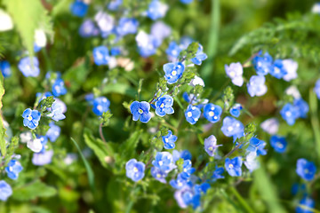 Image showing Blue wildflowers on green plants