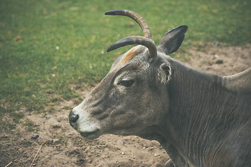 Image showing Bull with horns on a field