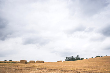 Image showing Hay bales on a dry field