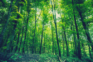 Image showing Forest in green colors