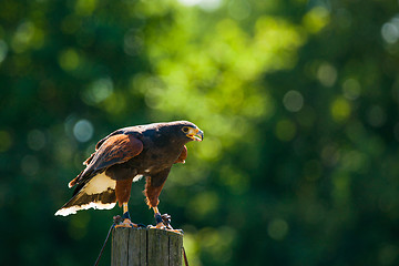 Image showing Steppe eagle on a wooden post