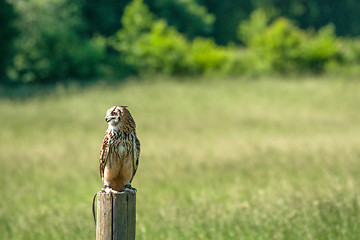 Image showing Horned owl looking to the left