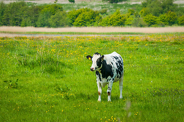 Image showing Holstein Friesian cow on a green field