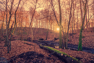 Image showing Sunrise in a forest swamp