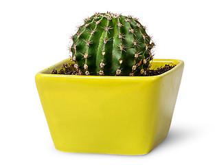 Image showing Green cactus in the yellow flowerpot