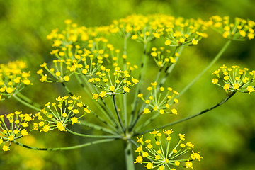 Image showing green umbrella dill