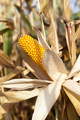 Image showing yellowed ripe corn