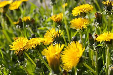 Image showing yellow dandelions in spring