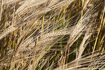 Image showing mature cereal, close-up