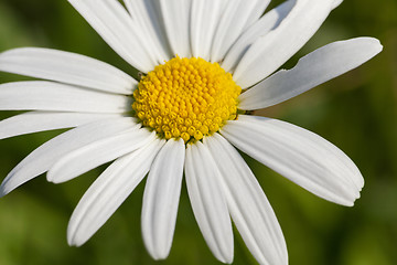 Image showing camomile flower close-up