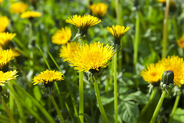 Image showing yellow dandelions in spring