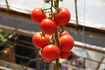 Image showing Greenhouse tomatoes