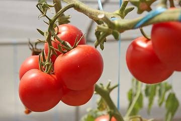 Image showing Greenhouse tomatoes