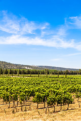 Image showing Provence vineyard