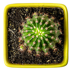Image showing Green cactus in the yellow flowerpot top view