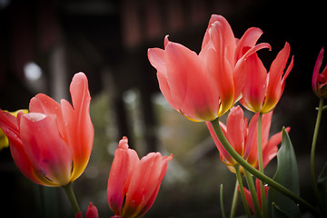 Image showing pink tulips