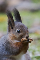 Image showing red squirrel