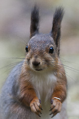Image showing squirrels face