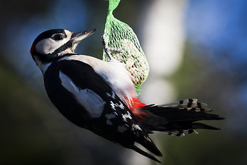 Image showing greater spotted woodpecker