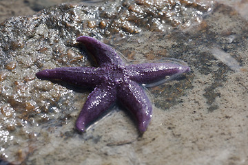 Image showing starfish