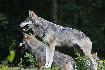 Image showing wolves