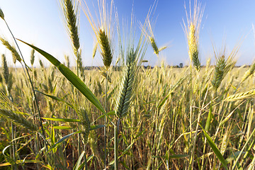 Image showing Field with cereal