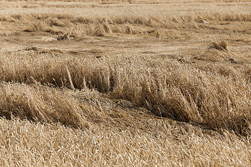 Image showing ripe yellow cereals