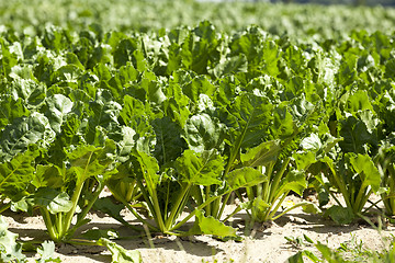 Image showing young beet greens