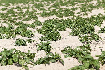 Image showing Agriculture, potato field