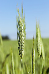 Image showing Field with cereal