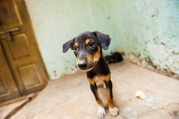 Image showing Puppies, India